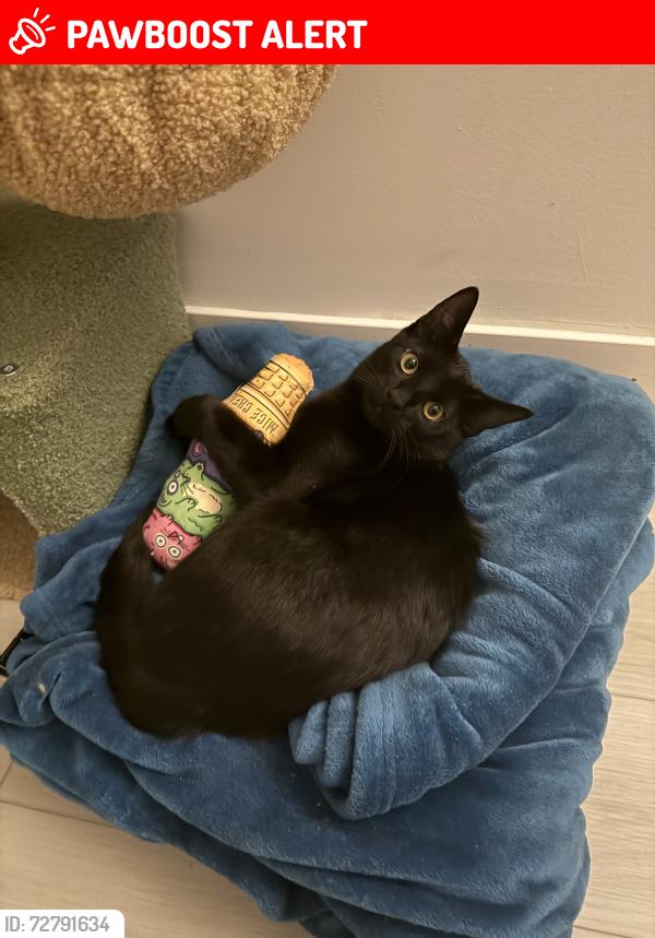 Lost Male Cat last seen Woodgreen Ct and Drive, West Vancouver, BC V7S 2V8