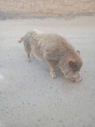 Found/Stray Male Other last seen Perris Rd and Mazie st, Perris, CA 92570