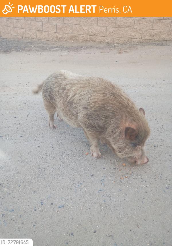 Found/Stray Male Other last seen Perris Rd and Mazie st, Perris, CA 92570