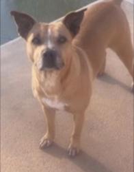 Lost Female Dog last seen York rd, Gastonia, NC 28056