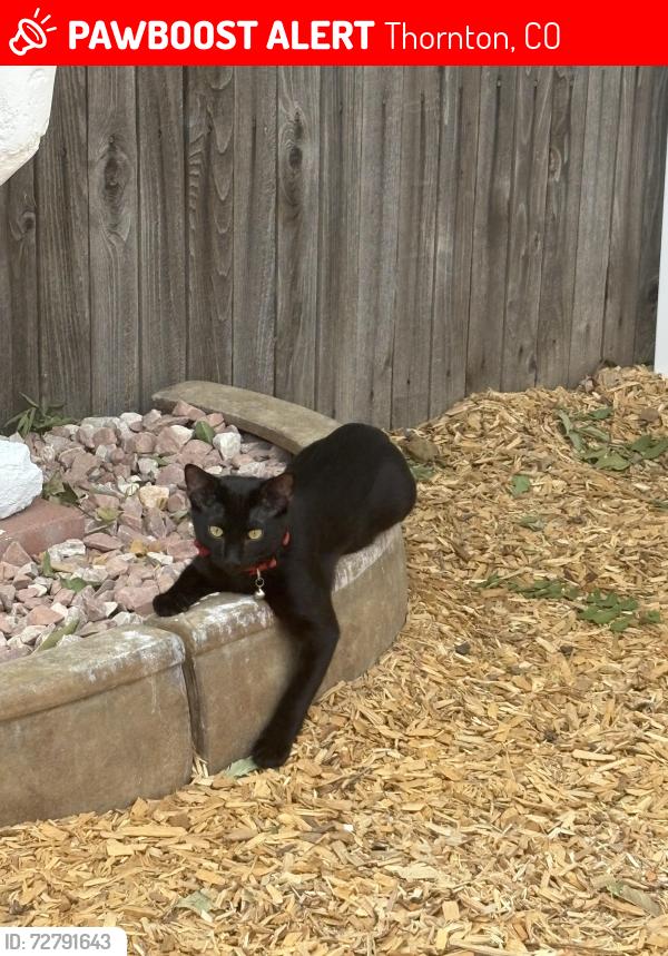 Lost Male Cat last seen 93rd and Wigham, Thornton, CO 80229