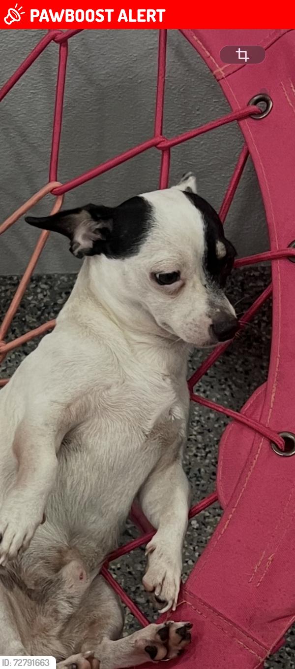 Lost Male Dog last seen Ben Eden ln wpb, West Palm Beach, FL 33415