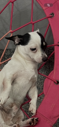 Lost Male Dog last seen Ben Eden ln wpb, West Palm Beach, FL 33415