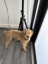 Lost Male Dog last seen Miami fl, Miami, FL 33165