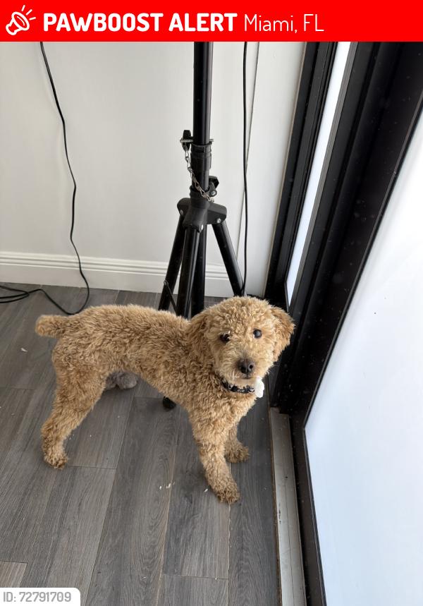 Lost Male Dog last seen Miami fl, Miami, FL 33165