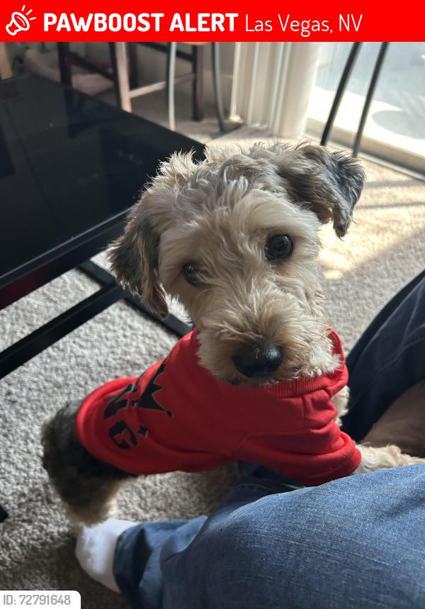 Lost Male Dog last seen Sahara and Nellis, Las Vegas, NV 89104