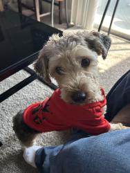 Lost Male Dog last seen Sahara and Nellis, Las Vegas, NV 89104