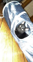 Lost Male Cat last seen Valley forge circle , Balch Springs, TX 75180