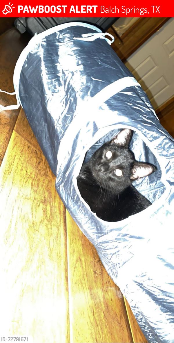 Lost Male Cat last seen Valley forge circle , Balch Springs, TX 75180