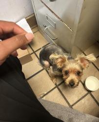 Lost Female Dog last seen Jonesboro Rd & morrow . , Jonesboro, GA 30236