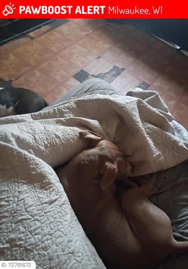 Lost Female Dog last seen 12TH & Burleigh, Milwaukee, WI 53206