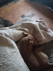 Lost Female Dog last seen 12TH & Burleigh, Milwaukee, WI 53206