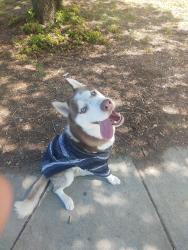 Found/Stray Male Dog last seen Sycamore and second Arcadia California, Arcadia, CA 91006