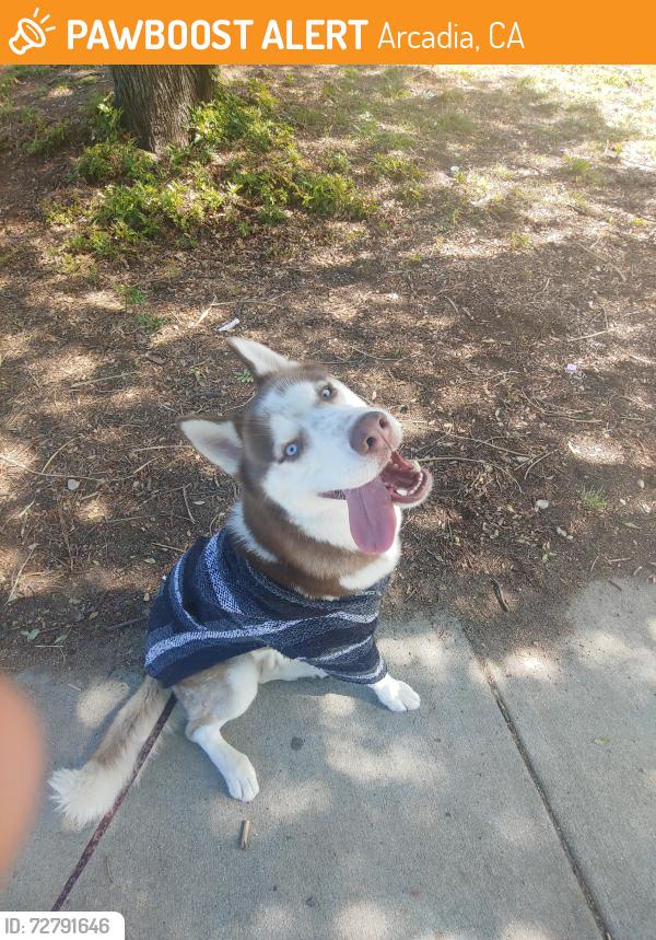 Found/Stray Male Dog last seen Sycamore and second Arcadia California, Arcadia, CA 91006
