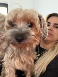 Lost Female Dog last seen Miamifl, Miami, FL 33165