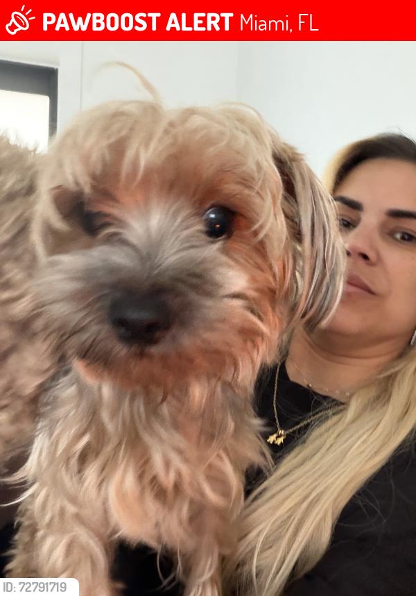 Lost Female Dog last seen Miamifl, Miami, FL 33165