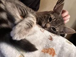 Lost Male Cat last seen Overland maple grove , Boise, ID 83709