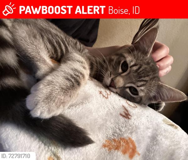 Lost Male Cat last seen Overland maple grove , Boise, ID 83709