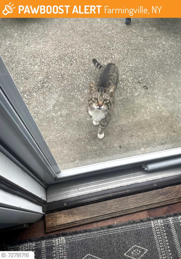 Found/Stray Unknown Cat last seen Bluepoint Rd, Farmingville, NY 11738
