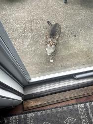 Found/Stray Unknown Cat last seen Bluepoint Rd, Farmingville, NY 11738
