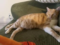 Lost Male Cat last seen Pittsford dr and lake Forest dr, Lake Forest, CA 92630
