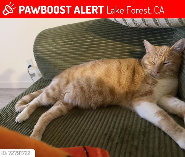 Lost Male Cat last seen Pittsford dr and lake Forest dr, Lake Forest, CA 92630