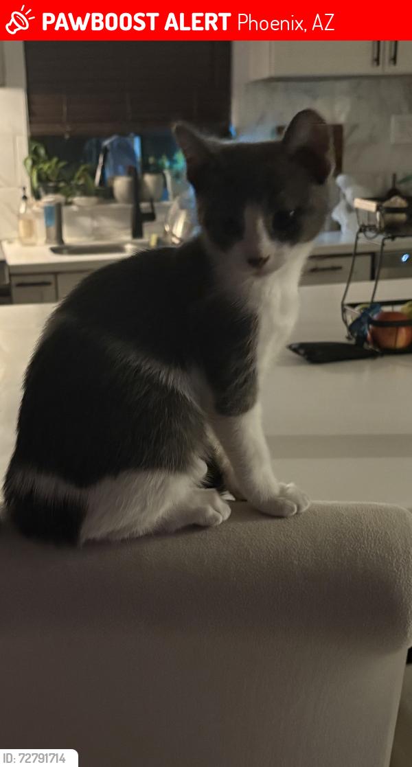 Lost Female Cat last seen 25th street & utopia , Phoenix, AZ 85050