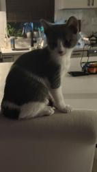 Lost Female Cat last seen 25th street & utopia , Phoenix, AZ 85050