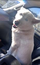 Lost Female Dog last seen Reno and Air depot , Midwest City, OK 73110