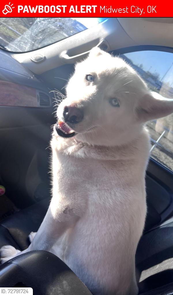 Lost Female Dog last seen Reno and Air depot , Midwest City, OK 73110
