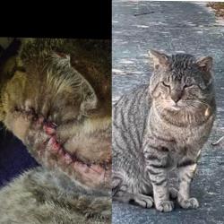 Lost Male Cat last seen Great Clips 4th St N, St. Petersburg, FL 33702
