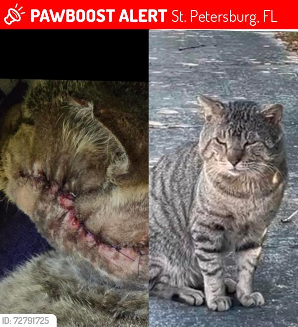 Lost Male Cat last seen Great Clips 4th St N, St. Petersburg, FL 33702
