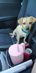 Lost Male Dog last seen Broadway Lake & High Shoals Rd, Anderson, SC 29621