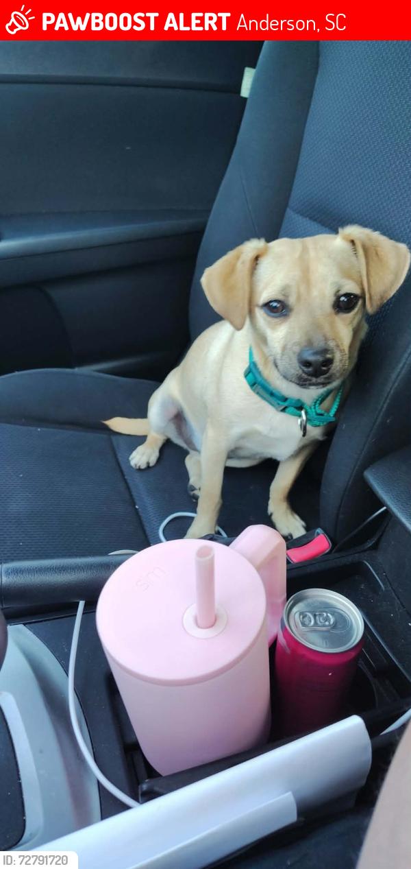 Lost Male Dog last seen Broadway Lake & High Shoals Rd, Anderson, SC 29621