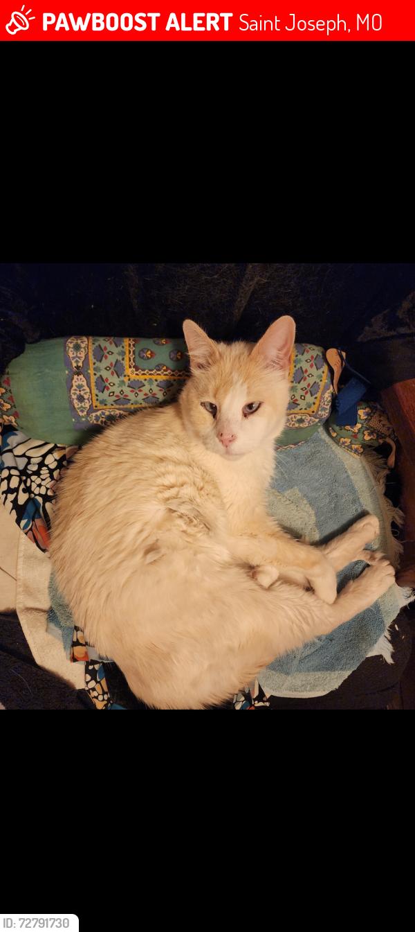 Lost Male Cat last seen 18th and Jules, Saint Joseph, MO 64501