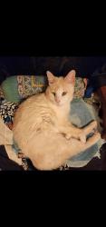 Lost Male Cat last seen 18th and Jules, Saint Joseph, MO 64501