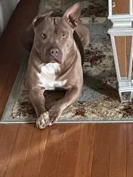 Lost Female Dog last seen Summit farms , Middletown, DE 19709