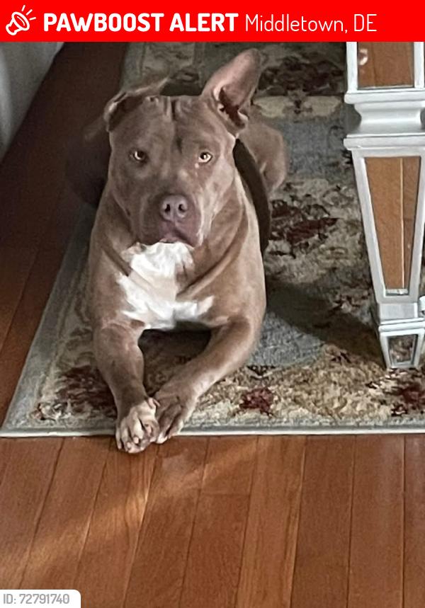 Lost Female Dog last seen Summit farms , Middletown, DE 19709