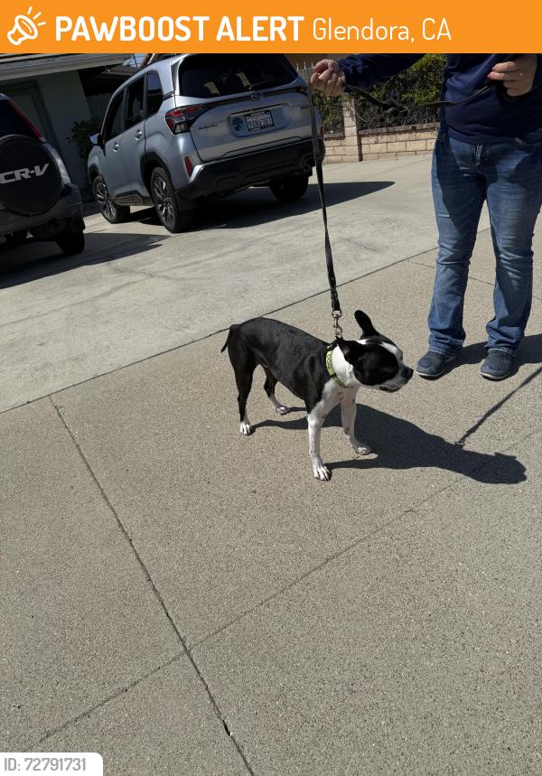 Found/Stray Male Dog last seen Baxter Drive & Willowbrook, Glendora, CA 91741