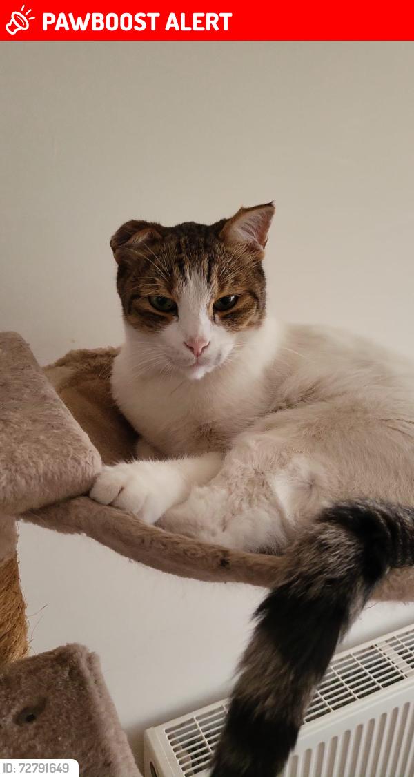 Lost Male Cat last seen Sainsbury's , Hampshire, England PO7 7UB