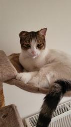 Lost Male Cat last seen Sainsbury's , Hampshire, England PO7 7UB