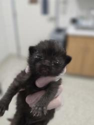 Shelter Stray Female Cat last seen Near Mathews St., 21218, MD, Baltimore, MD 21230