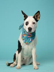 Shelter Stray Female Dog last seen College Park, GA 30349, Atlanta, GA 30336