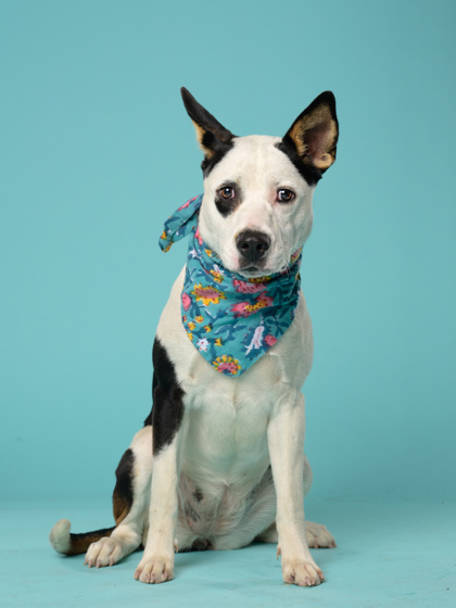 Shelter Stray Female Dog last seen College Park, GA 30349, Atlanta, GA 30336