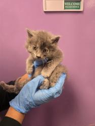 Shelter Stray Male Cat last seen El Paso, TX 79905, Fort Bliss, TX 79906