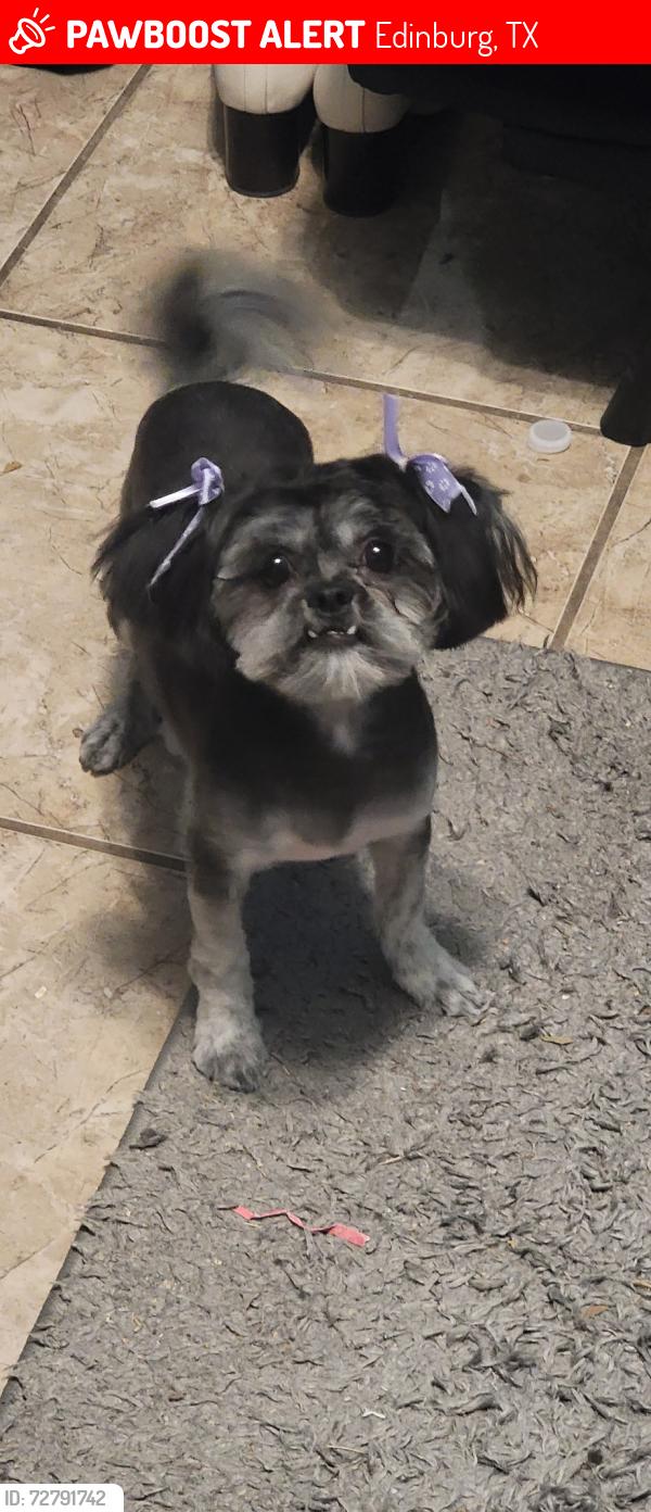 Lost Female Dog last seen E Wells Street & N 14th PL by E Chapin St and Closner, Edinburg, TX 78541