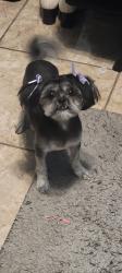 Lost Female Dog last seen E Wells Street & N 14th PL by E Chapin St and Closner, Edinburg, TX 78541