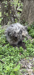 Found/Stray Male Dog last seen coopers rock park, Cooper Rock State Park Rd, WV 26542