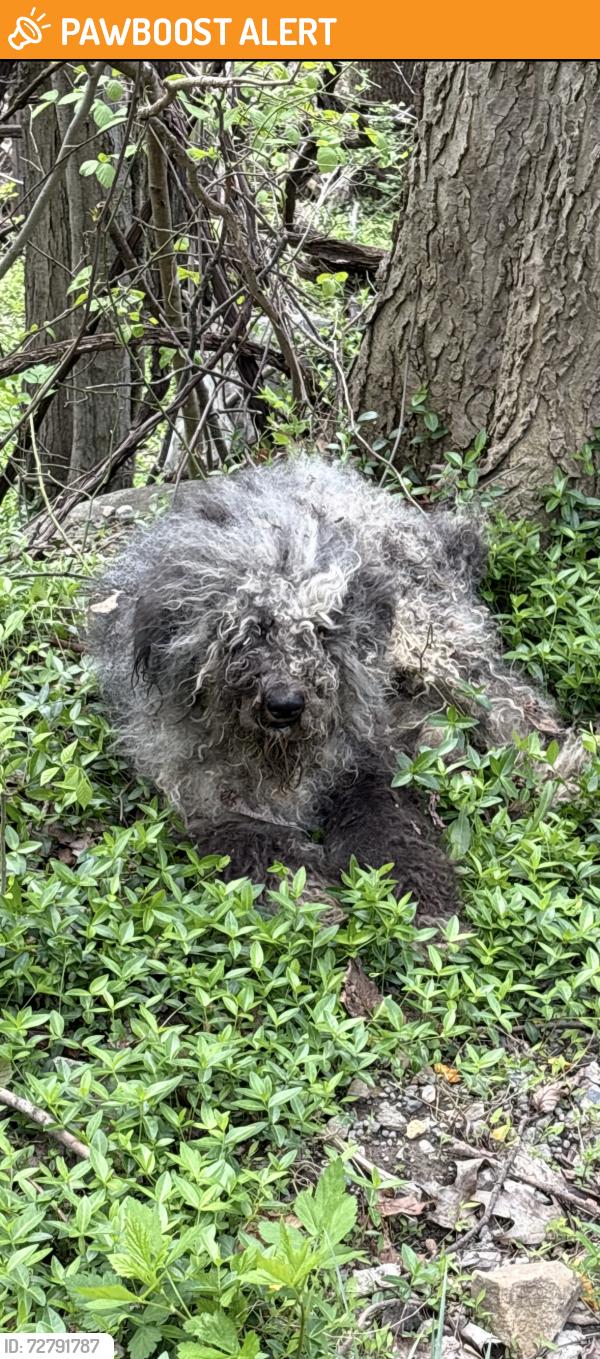 Found/Stray Male Dog last seen coopers rock park, Cooper Rock State Park Rd, WV 26542