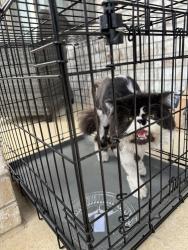 Found/Stray Unknown Cat last seen Dolores pl, Denton, TX 76208